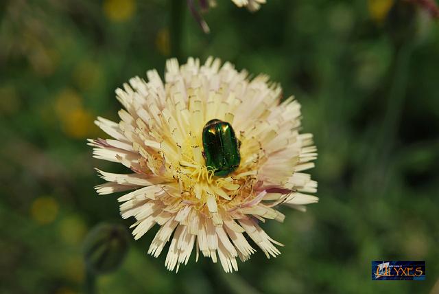 cetonia aurata su urospermum.JPG